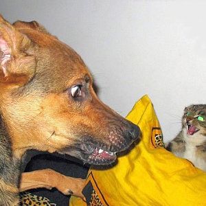 Kamikatze